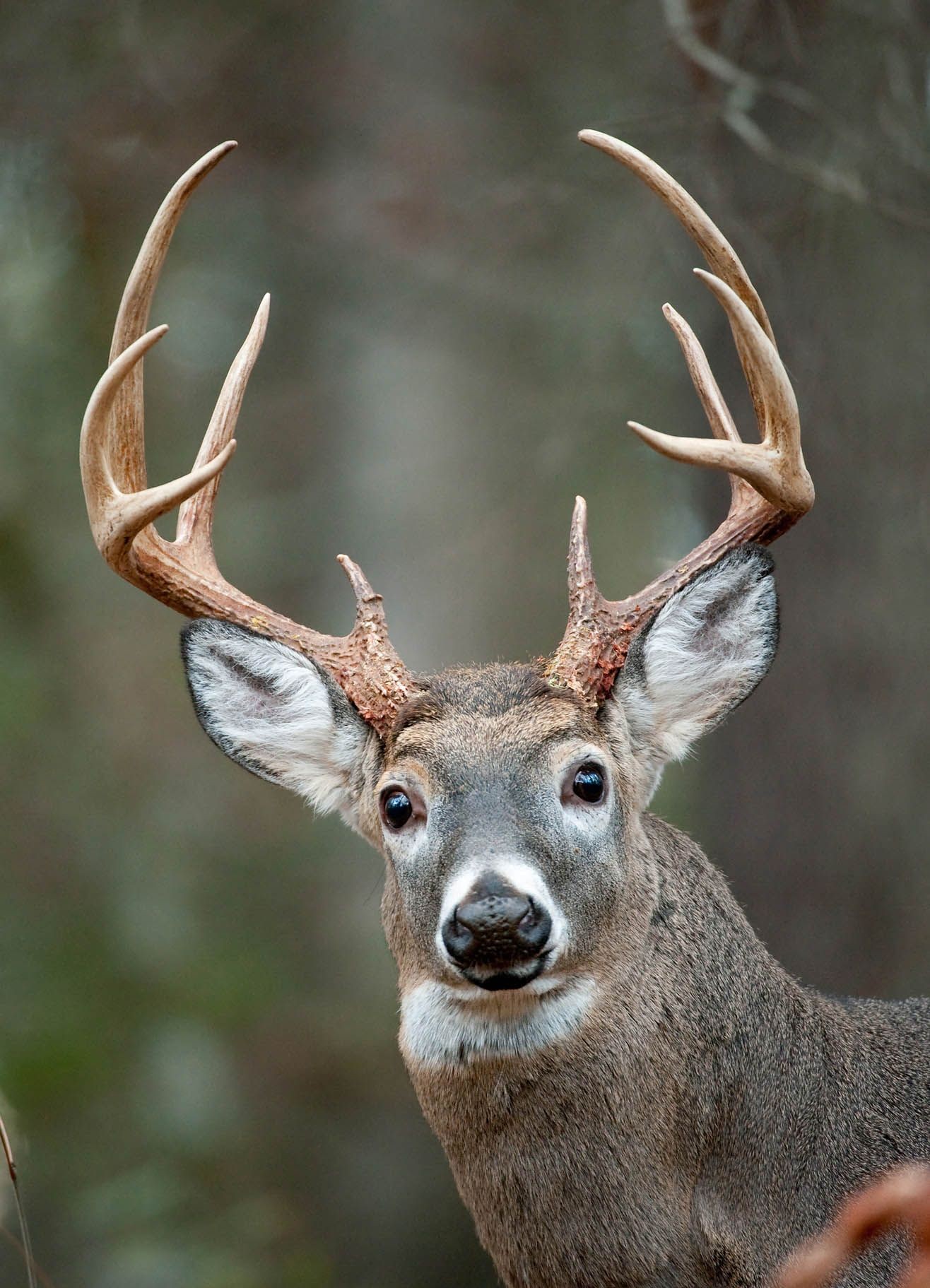 Deer looking at camera