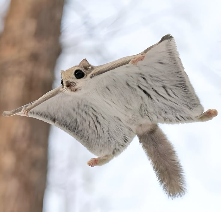 Flying Squirrel